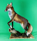 TAXIDERMY: A MOUNTED FOX IN A NATURALISTIC SETTING,