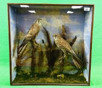 TAXIDERMY: A CASED VICTORIAN STUDY DEPICTING A PAIR OF KESTRELS IN A NATURALISTIC SETTING, W 58.