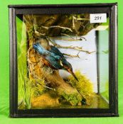 TAXIDERMY: A CASED STUDY OF A KINGFISHER IN A NATURALISTIC SETTING, W 25.5 X D 18 X H 26.