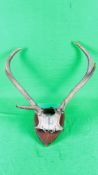 A MOUNTED SKULL AND ANTLERS