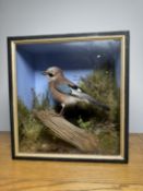 TAXIDERMY: A CASED STUDY OF A JAY IN A NATURALISTIC SETTING, W 38.