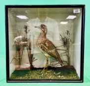 TAXIDERMY: A CASED VICTORIAN STUDY OF A STONE CURLEW IN A NATURALISTIC SETTING,