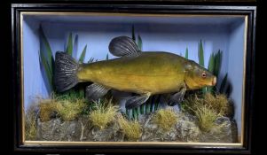 TAXIDERMY: A CASED STUDY OF A MOUNTED TENCH IN A NATURALISTIC SETTING, W 56 X D 13 X H 33.