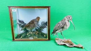 CASED TAXIDERMY STUDY OF AN ENGLISH PARTRIDGE ALONG WITH TAXIDERMY STUDY CURLEW