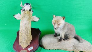 A MOUNTED TAXIDERMY STUDY ROE BUCK SHOT AT BRESSINGHAM 1993 ALONG WITH TAXIDERMY STUDY OF A CUB.