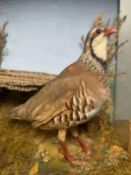 TAXIDERMY: A CASED STUDY OF A MOUNTED PHEASANT AND PARTRIDGE IN A NATURALISTIC SETTING,