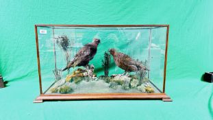 TAXIDERMY: AN OPEN ALL GLASS CASE CONTAINING A PAIR OF GROUSE IN A NATURALISTIC SETTING (CASE A/F)