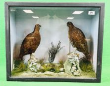 TAXIDERMY: A CASED VICTORIAN STUDY DEPICTING A PAIR OF GROUSE IN A NATURALISTIC SETTING, W 62.