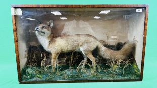 TAXIDERMY: A CASED VICTORIAN STUDY OF A FOX IN A NATURALISTIC SETTING (GLASS A/F), W 95 X D 27.