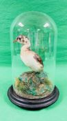 A VICTORIAN TAXIDERMY STUDY OF A 'LITTLE GREBE' IN WINTER PLUMAGE