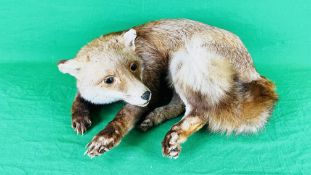 VINTAGE TAXIDERMY STUDY OF A LAYING FOX, LENGTH .....