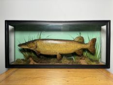 TAXIDERMY: A CASED STUDY OF A MOUNTED PIKE IN A NATURALISTIC SETTING,