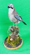 TAXIDERMY: A MOUNTED JAY IN A NATURALISTIC SETTING,