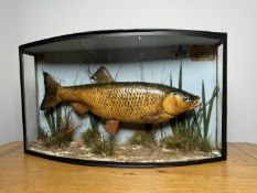 TAXIDERMY: A BOW FRONTED CASED STUDY OF A MOUNTED CHUB IN A NATURALISTIC SETTING,