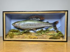 TAXIDERMY: A CASED STUDY OF A MOUNTED GRAYLING IN A NATURALISTIC SETTING, W 54.