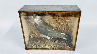 VINTAGE TAXIDERMY STUDY OF A LAPWING CASED, W 30.5CM X D 11.5CM X H 25CM.