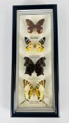 A GLAZED TAXIDERMY BUTTERFLY DISPLAY CONTAINING 4 VARIOUS SPECIMENS W 12.5 X H 31CM.
