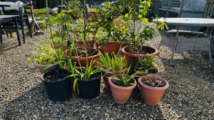 A PAIR OF LARGE GARDEN PLANTERS CONTAINING CAMELIAS ALONG WITH EIGHT VARIOUS PLANTERS.