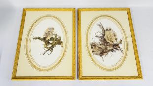A PAIR OF GILT FRAMED OWL PRINTS IN OVAL MOUNTS.