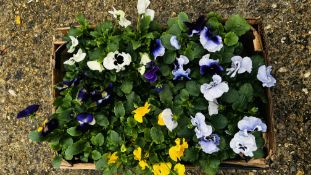 30 X MIXED COLOUR WINTER PANSIES.