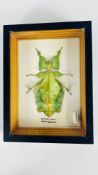 A PRESERVED INSECT IN A GLAZED DISPLAY BOX 