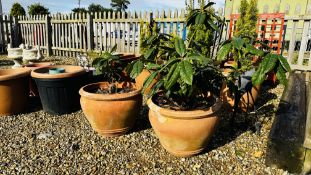 A PAIR OF LARGE TERRACOTTA GARDEN PLANTERS CONTAINING CAMELIAS.