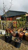 POTTED FRUIT TREE PLUS ONE OTHER.