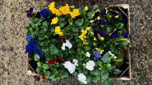 30 X MIXED COLOUR WINTER PANSIES.