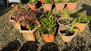 A GROUP OF PLANTERS AND CONTENTS TO INCLUDE THREE HEXAGONAL SHAPE.