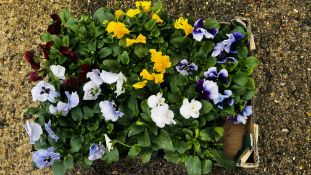 30 X MIXED COLOUR WINTER PANSIES.