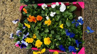 30 X MIXED COLOUR WINTER PANSIES.