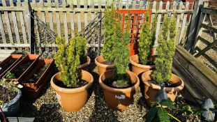 6 X LARGE PLASTIC GARDEN PLANTERS WITH CONTENTS.