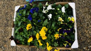 30 X MIXED COLOUR WINTER PANSIES.