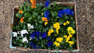 30 X MIXED COLOUR WINTER PANSIES.