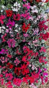 4 TRAYS X 12 11CM POTS OF MINI CYCLAMEN.