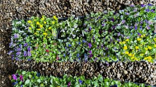 10 X 6 PACK ENDIRIO (SPREADING) VIOLA.