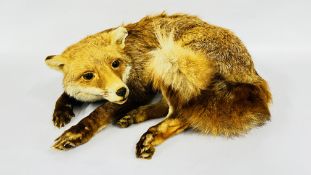 TAXIDERMY STUDY OF A LAYING FOX.