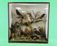 TAXIDERMY: AN IMPRESSIVE VICTORIAN CASED STUDY DEPICTING MULTIPLE BIRDS TO INCLUDE A JAY,