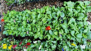 10 X 6 PACK POLYANTHUS CRESCENDO.