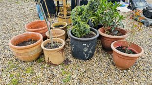 A GROUP OF 10 ASSORTED GARDEN PLANTERS AND CONTENTS TO INCLUDE OLIVE TREE, RHODODENDRON, ACER, ETC.