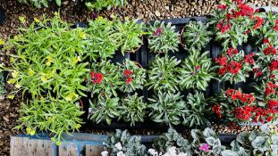 4 X TRAYS X 13CM POTS OF WALLFLOWER SUGAR RUSH.