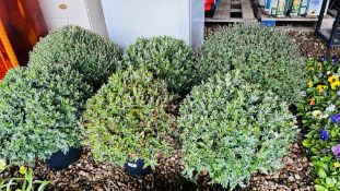 6 X 4LTR GARDEN MUMS.