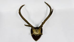 A MOUNTED SKULL AND ANTLERS