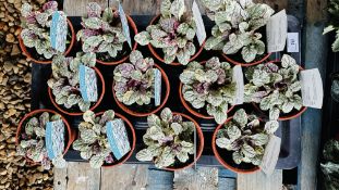 1 X TRAY X 11CM POTS OF AJUGA BURGUNDY GLOW.