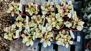 1 X TRAY X 11CM POTS OF AJUGA GOLDEN BEAUTY.