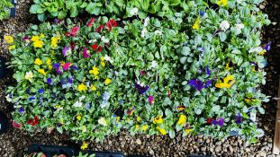 4 X TRAYS X 9CM POTS OF TRAILING PANSY.