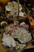 Two baskets containing numerous shells, pieces of coral etc.