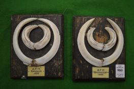 Roland Ward, boars tusks mounted as a pair, dated 1935.