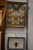 Cased set of butterflies and a cased giant cicada.