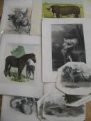 [PRINTS] ANIMALS, unframed (19).